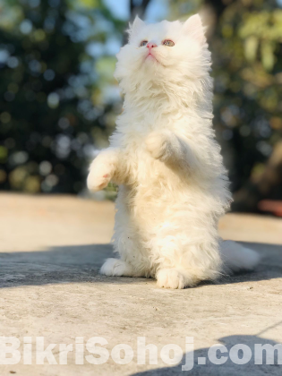 Traditional Persian male and female kitten